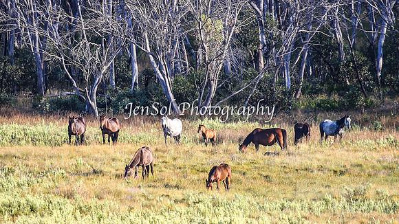 BrumbiesJan25_0063