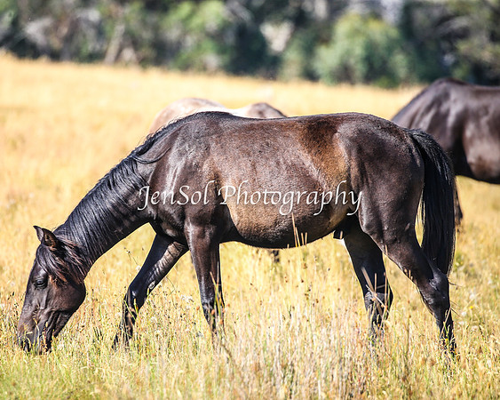 BrumbiesJan25_0268