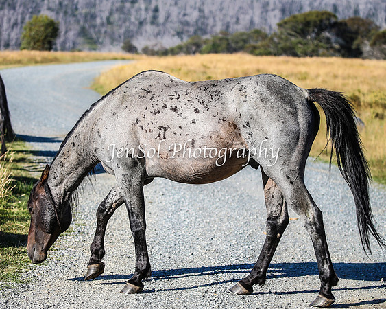 BrumbiesJan25_0349
