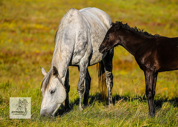 Brumbies30122021pm_0126