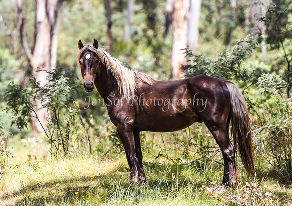 BrumbiesJan25-0036