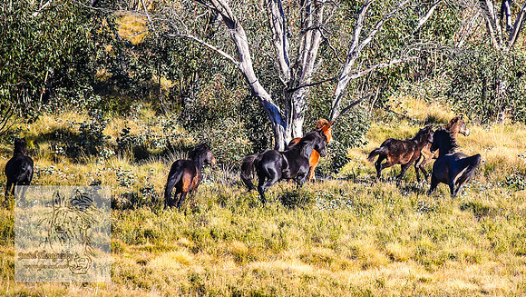 BrumbiesAnzacWeekendSun2024_0027