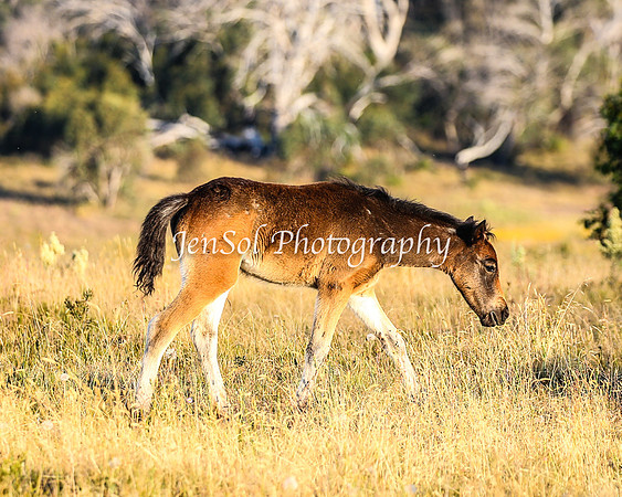 BrumbiesJan25_0412