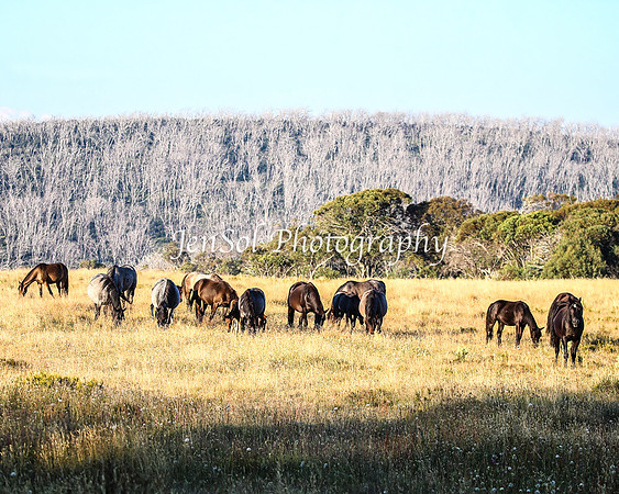 BrumbiesJan25_0384
