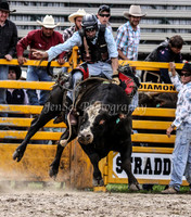 Picton Rodeo 2011