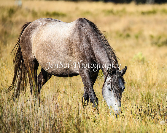 BrumbiesJan25_0281