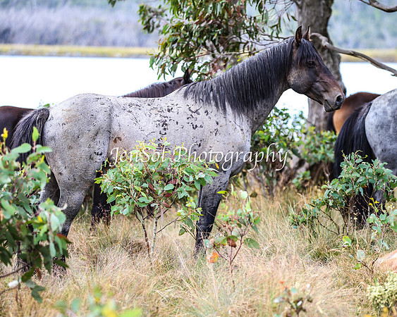 BrumbiesJan25_0115