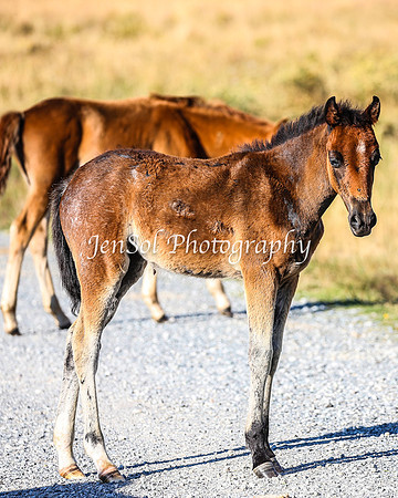 BrumbiesJan25_0364