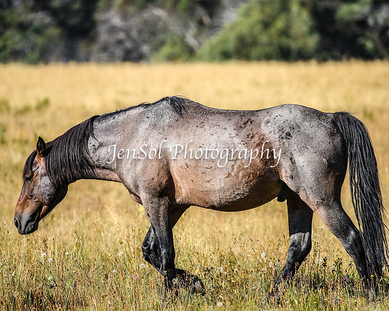 BrumbiesJan25_0296