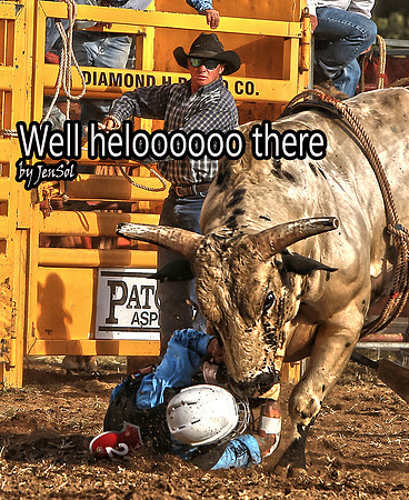 Bull_3586