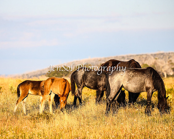 BrumbiesJan25_0391
