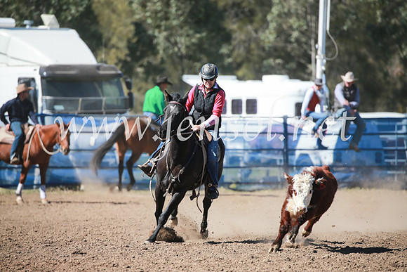 CCCampdraft2016_5599