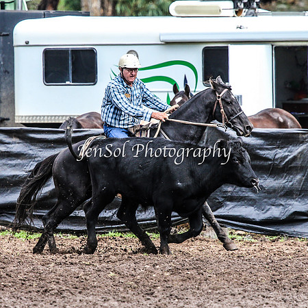CabanandraCampdraft2014_2364