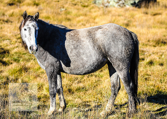 BrumbiesAnzacWeekendSatB2024_1536