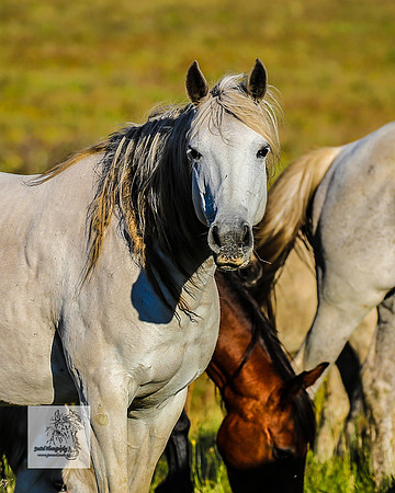 Brumbies30122021pm_0262