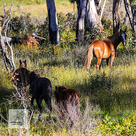 Brumbies29122021_0237