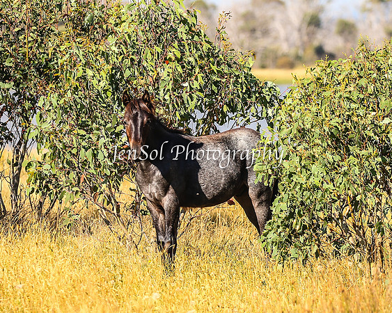 BrumbiesJan25_0226