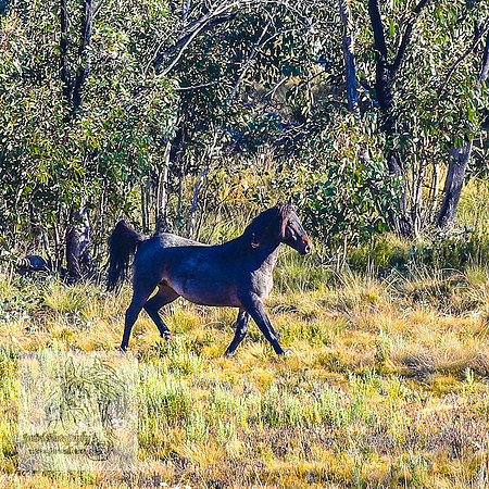 BrumbiesAnzacWeekendSun2024_0047