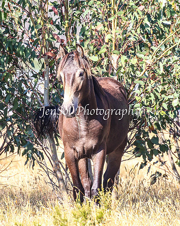 BrumbiesJan25_0207