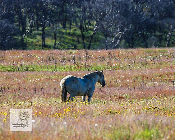 Brumbies29122021_0297