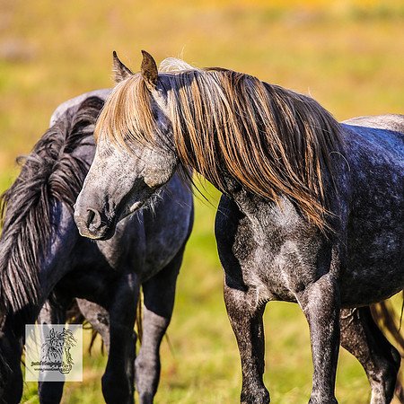 Brumbies30122021pm_0142