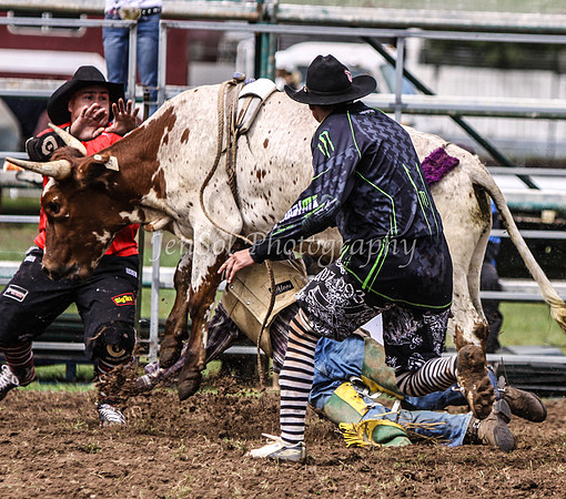 IMG_0086Qbn1