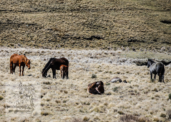 Brumbies4Oct25_0042