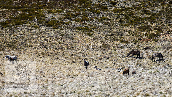 Brumbies4Oct25_0017