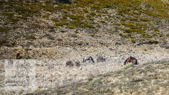Brumbies4Oct25_0011