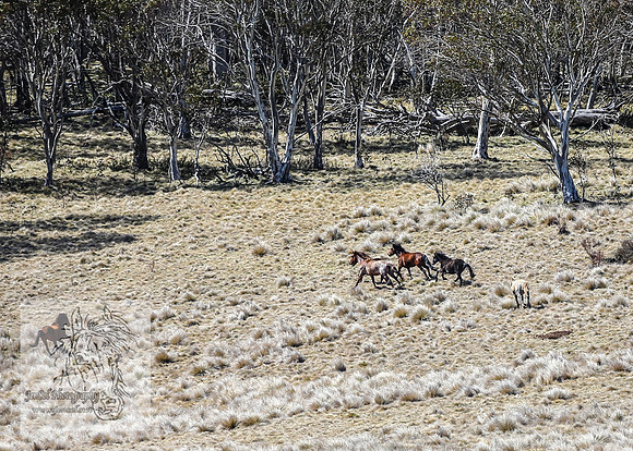 Brumbies4Oct25_0019