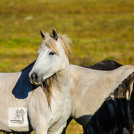 Brumbies30122021pm_0234