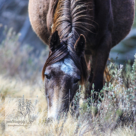 BrumbiesOctober2024_0036