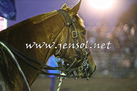 QueanbeyanRodeo2015_4324