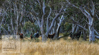 JuneBrumbies_0012