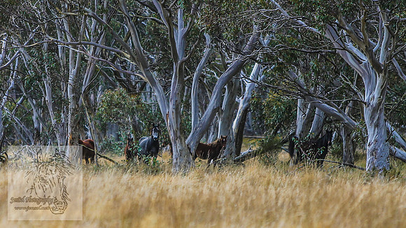 JuneBrumbies_0012