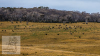 JuneBrumbies_0039
