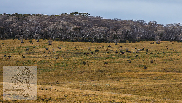 JuneBrumbies_0039