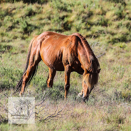 Brumbies1Jan23_0022