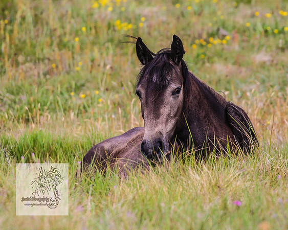 Brumbies4Jan22_0144