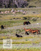 Brumbies3Jan22_0039
