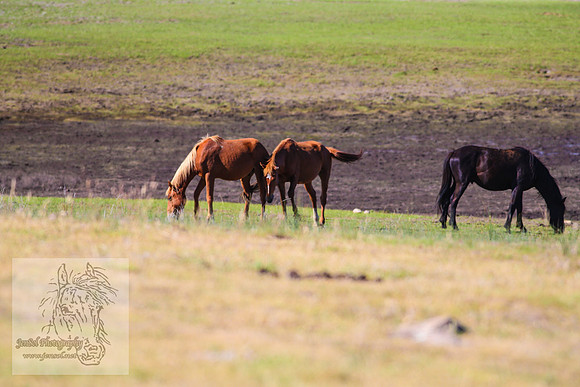 Brumbies26Jan23-202
