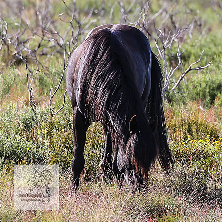 Brumbies1Jan23_0034