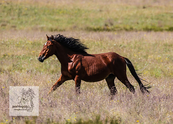 Brumbies4Jan22_0169