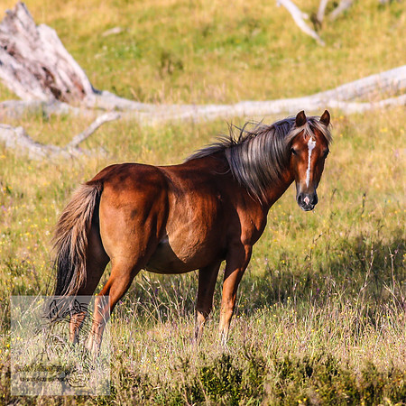 Brumbies27Jan23-37