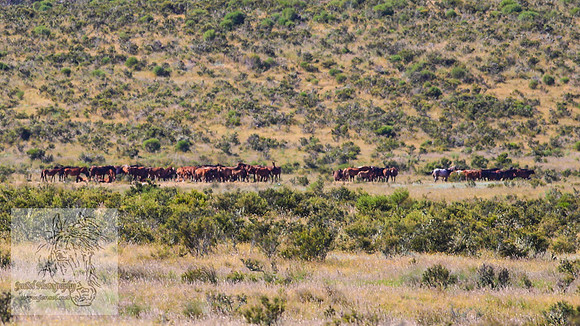 Brumbies26Jan23-285