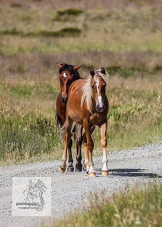 Brumbies4Jan22_0166
