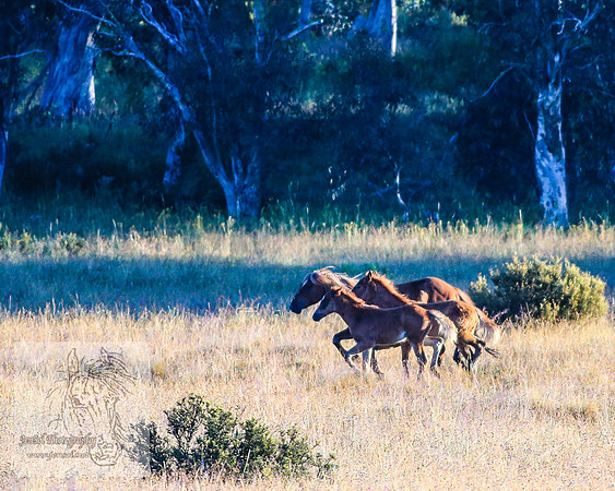 Brumbies26Jan23-40