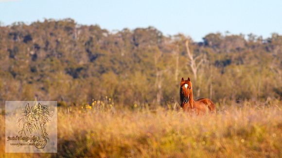 Brumbies26Jan23-79