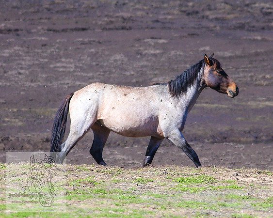 Brumbies26Jan23-238