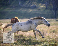Brumbies1Jan23_0079